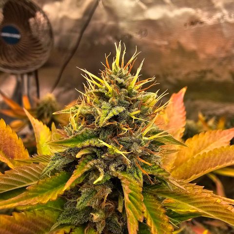 Seriotica #2 growlog timeline photo