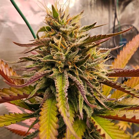 Seriotica #2 growlog timeline photo