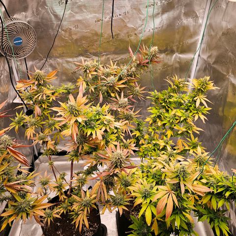Seriotica #2 growlog timeline photo