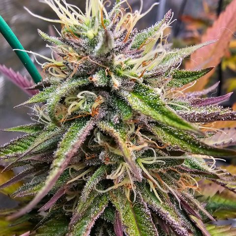 Seriotica #2 growlog timeline photo