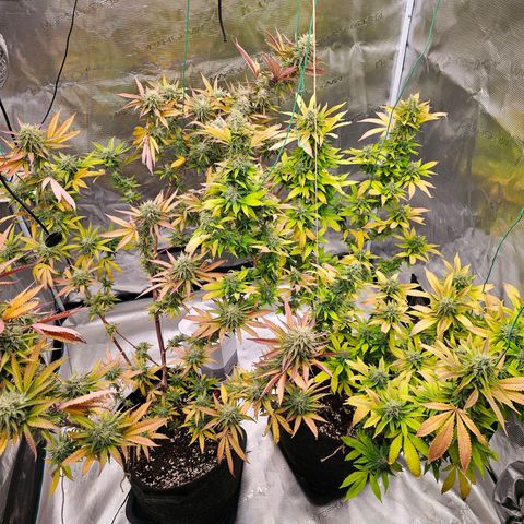 Seriotica #2 growlog timeline photo