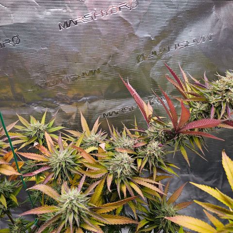 Seriotica #2 growlog timeline photo