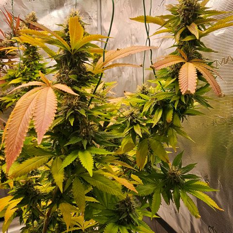 Seriotica #2 growlog timeline photo