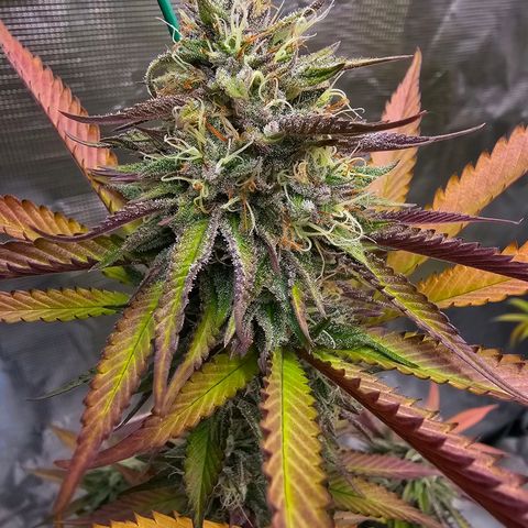Seriotica #2 growlog timeline photo