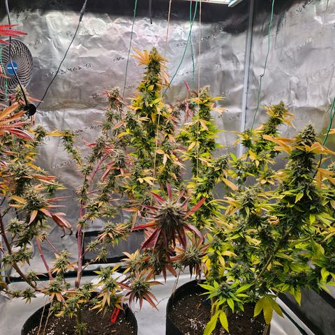 Seriotica #2 growlog photo: Endphase