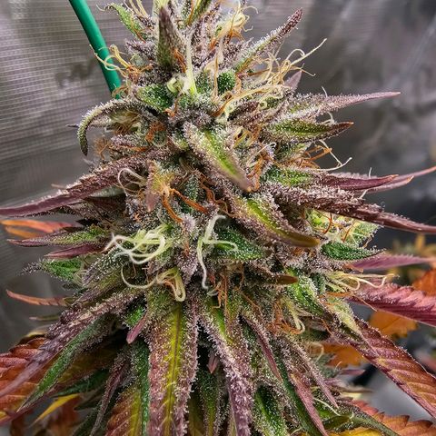 Seriotica #2 growlog timeline photo