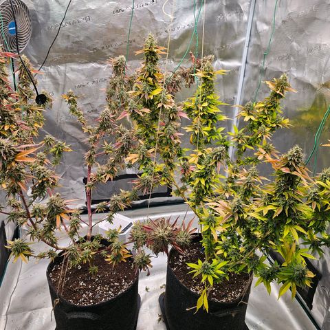 Seriotica #2 growlog timeline photo