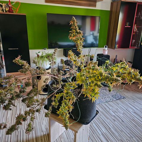 Seriotica #2 growlog timeline photo