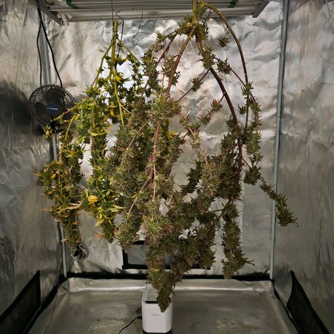Seriotica #2 growlog timeline photo