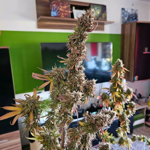 Seriotica #2 growlog timeline photo