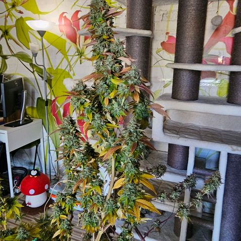 Seriotica #2 growlog timeline photo
