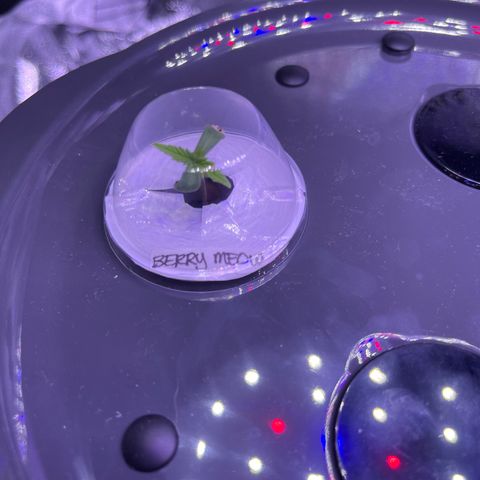Berry Meow growlog timeline photo