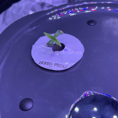 Berry Meow growlog photo: About twice as big as yesterday! I moved this one to the center of the aerogarden. 