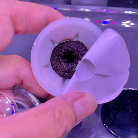 Berry Meow growlog photo: The one that was previously center. It looks about the same as yesterday. Slightly sprouted inside the pod. You cannot see it in the picture. 