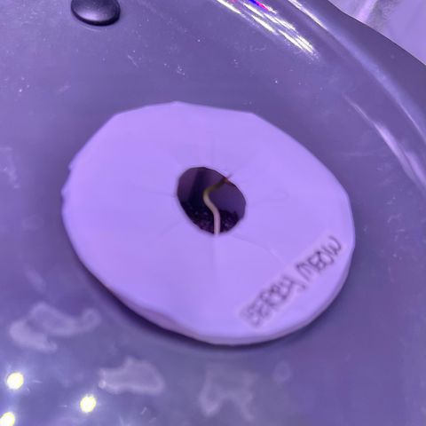 Berry Meow growlog photo: The one to the right, that we took out of the crappy sponge and into an aerogarden sponge. Found it slightly bigger, and curled up inside the pod. 