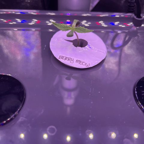 Berry Meow growlog timeline photo