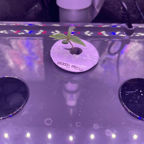 Berry Meow growlog timeline photo