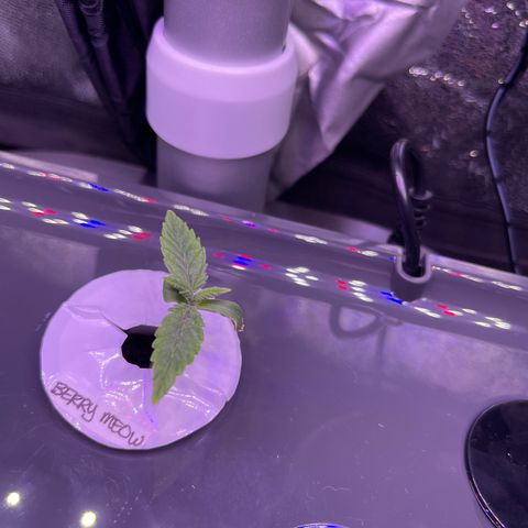 Berry Meow growlog photo: Center plant from 2 angles. It now has a second set of leaves! Right plant has not changed much. 