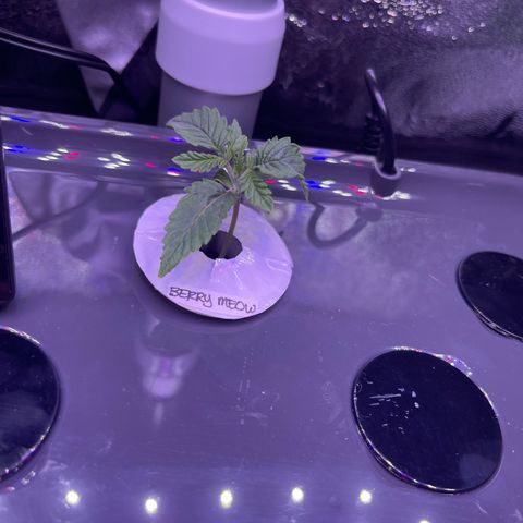 Berry Meow growlog photo: So much new growth in one day!