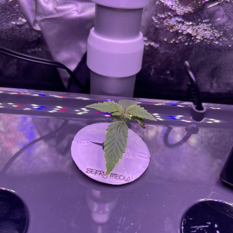 Berry Meow growlog photo: A new set of leaves! 