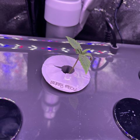 Berry Meow growlog photo: The center one is doing well. We named her “Bonnie”. The others are not growing, we will likely take them out soon. 