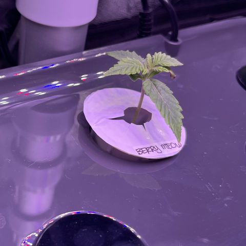 Berry Meow growlog photo: A new set of leaves! 