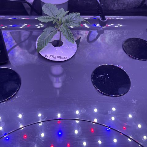 Berry Meow growlog timeline photo