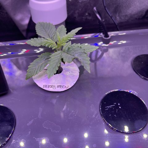 Berry Meow growlog photo: Thriving! 