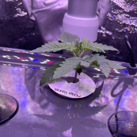 Berry Meow growlog photo: Beautiful new growth! Bonnie is getting her true leaves! 