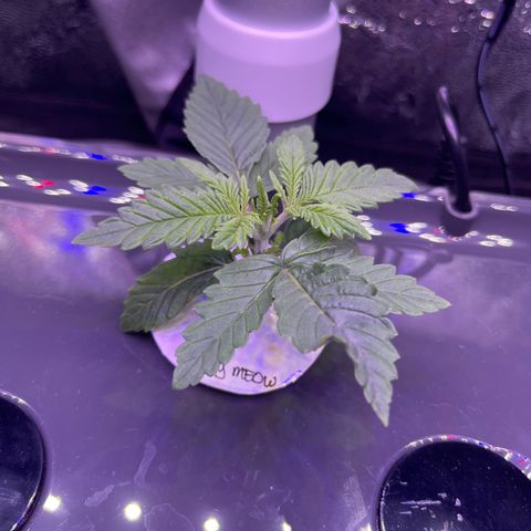 Berry Meow growlog photo: Beautiful new growth! Bonnie is getting her true leaves! 