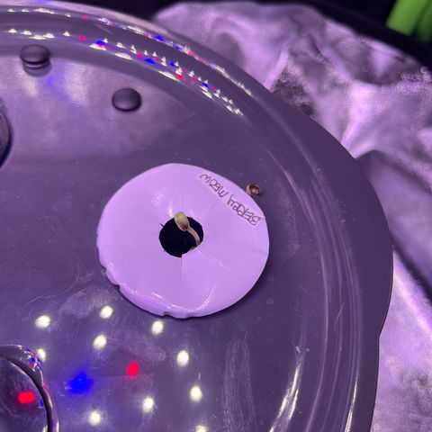 Berry Meow growlog photo: This one is finally starting to grow! She split her seed, so I gave her a bit of assistance and helped it off. Hoping she begins to photosynthesize and grow now! We named this one Babe, as she’s the runt. 