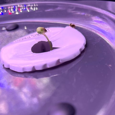 Berry Meow growlog photo: This one is finally starting to grow! She split her seed, so I gave her a bit of assistance and helped it off. Hoping she begins to photosynthesize and grow now! We named this one Babe, as she’s the runt. 