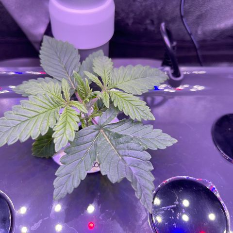 Berry Meow growlog photo: Little Babe has leaves! Bonnie is looking very well and growing more every day. 
