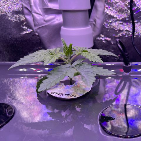 Berry Meow growlog photo: Little Babe has leaves! Bonnie is looking very well and growing more every day. 