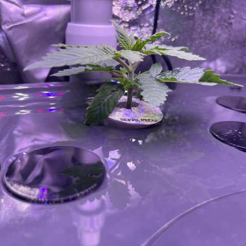 Berry Meow growlog timeline photo