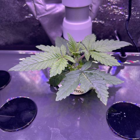 Berry Meow growlog timeline photo