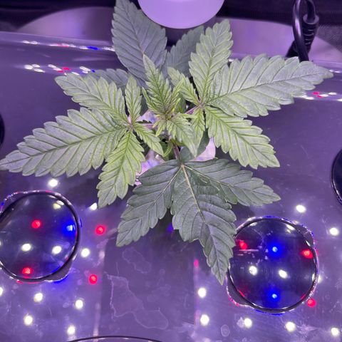 Berry Meow growlog timeline photo