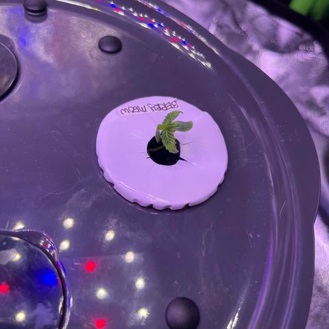 Berry Meow growlog photo: Babe has grown a bit! 