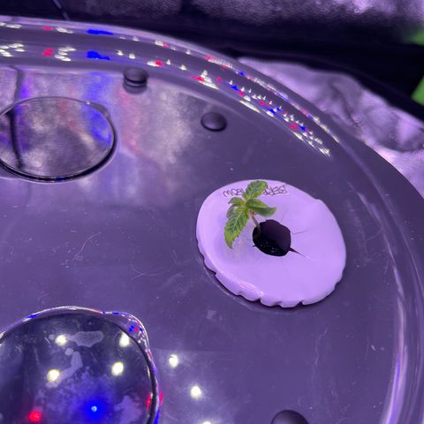 Berry Meow growlog timeline photo
