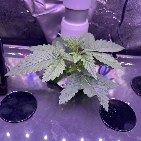 Berry Meow growlog timeline photo