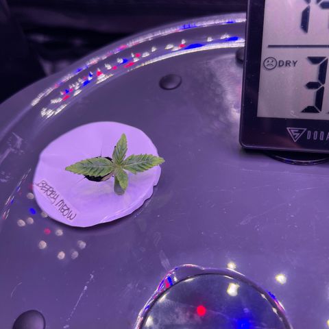 Berry Meow growlog photo: New growth!