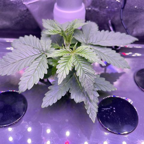 Berry Meow growlog photo: New growth!