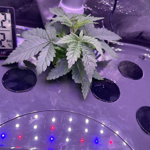 Berry Meow growlog photo: Bonnie’s beautiful growth!