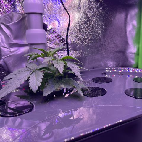 Berry Meow growlog photo: Bonnie’s beautiful growth!
