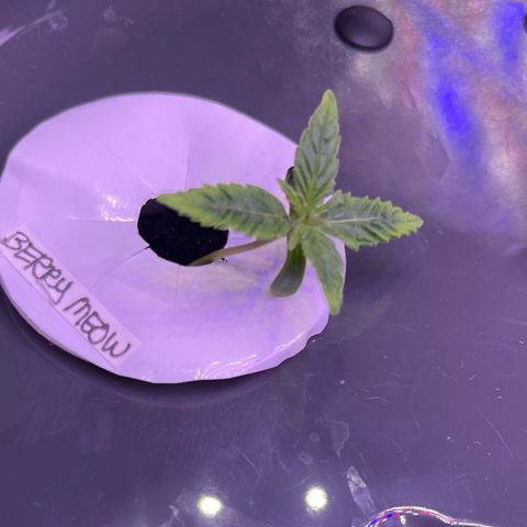 Berry Meow growlog photo: Babe is growing too! 