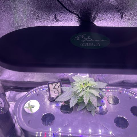 Berry Meow growlog timeline photo