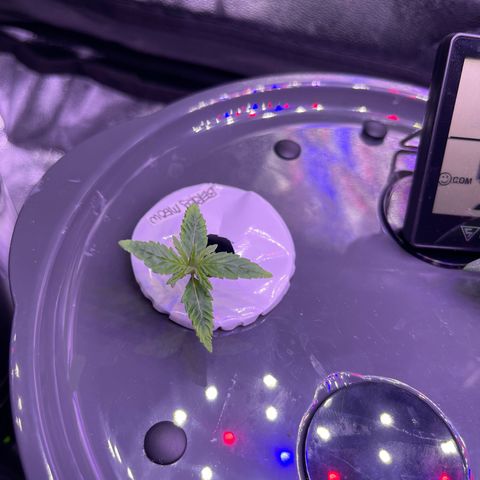 Berry Meow growlog timeline photo