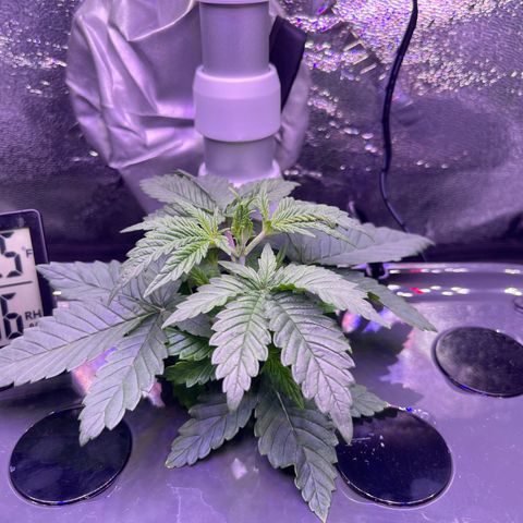 Berry Meow growlog timeline photo