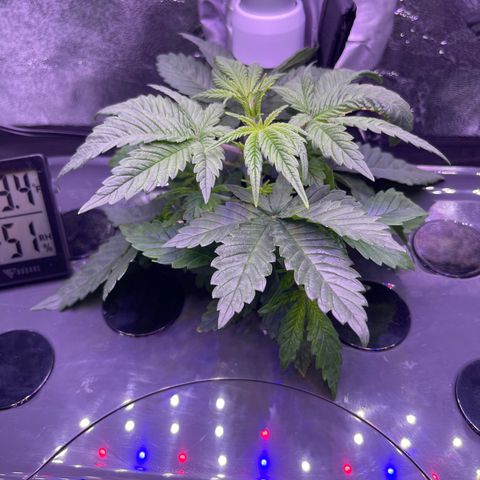 Berry Meow growlog photo: Bonnie is getting big!
