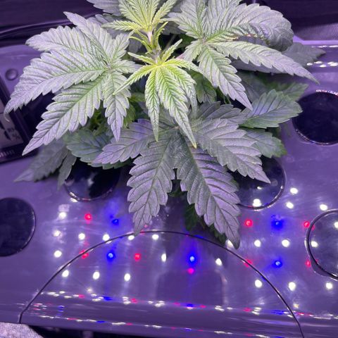 Berry Meow growlog photo: Bonnie is getting big!